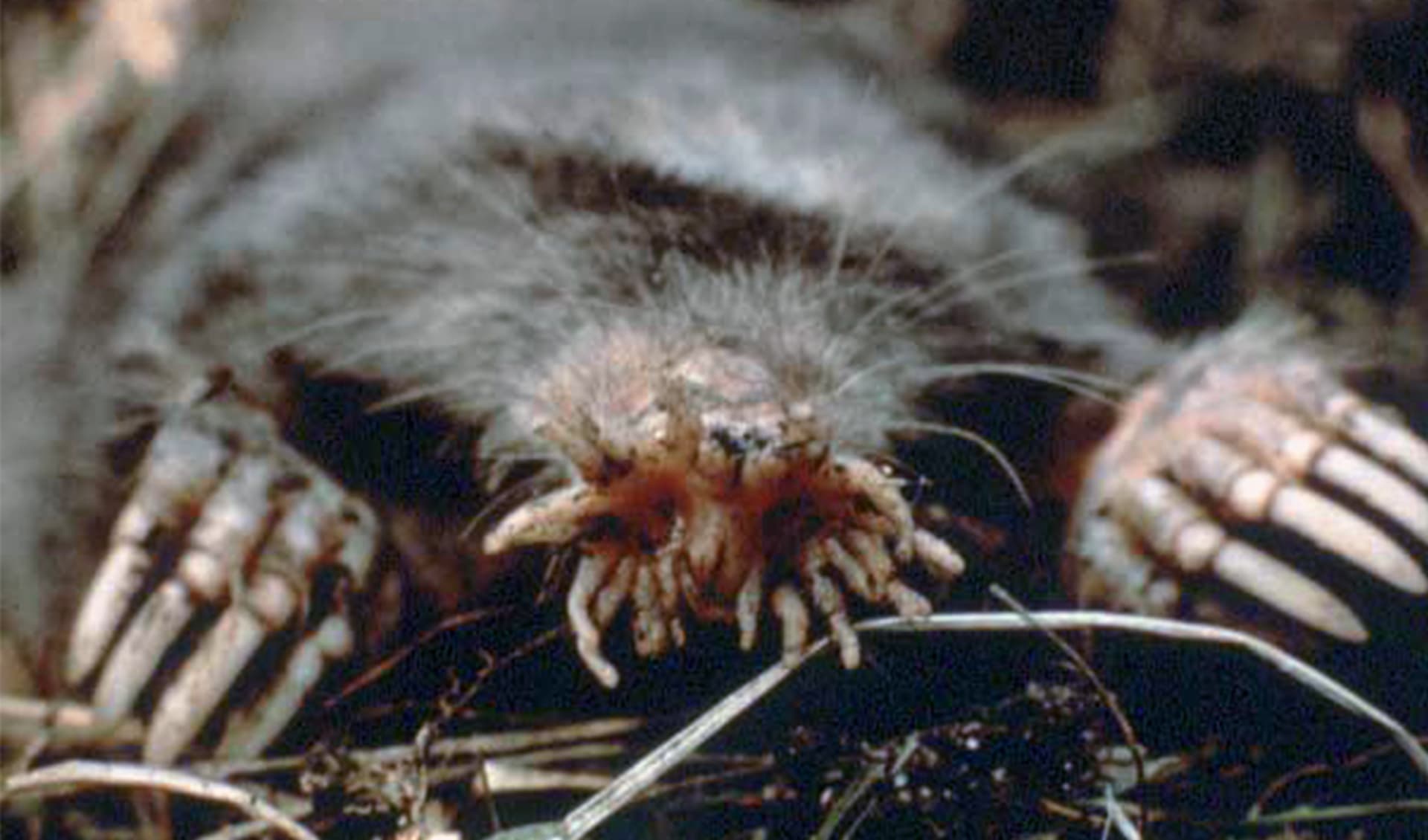 Star-nosed mole facts, distribution & population | BioDB